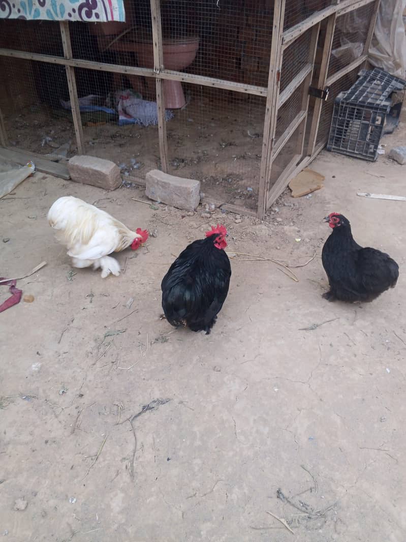 Bantam Breeder pair 6