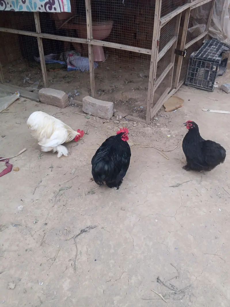 Bantam Breeder pair — photo 7