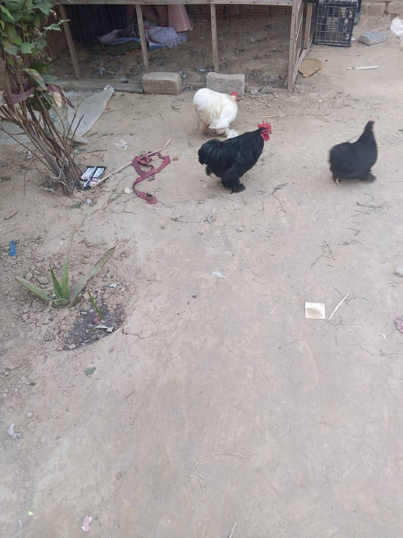 Bantam Breeder pair 7