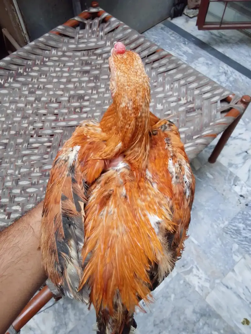 Aseel Cross 6 Mahine Ka Murga For Sale — photo 2