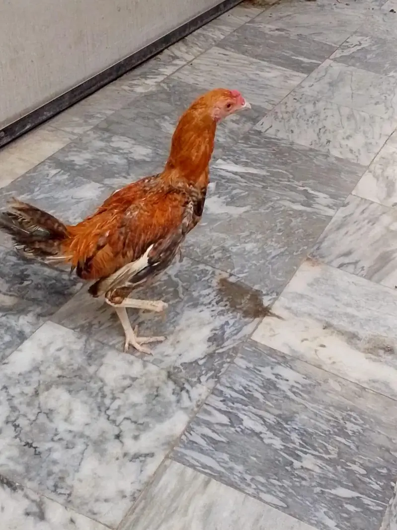 Aseel Cross 6 Mahine Ka Murga For Sale — photo 6