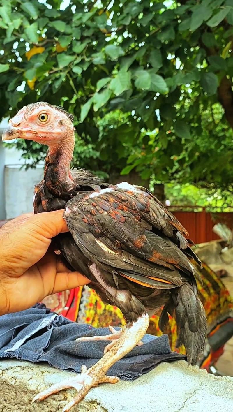 High class Lakha pair 0
