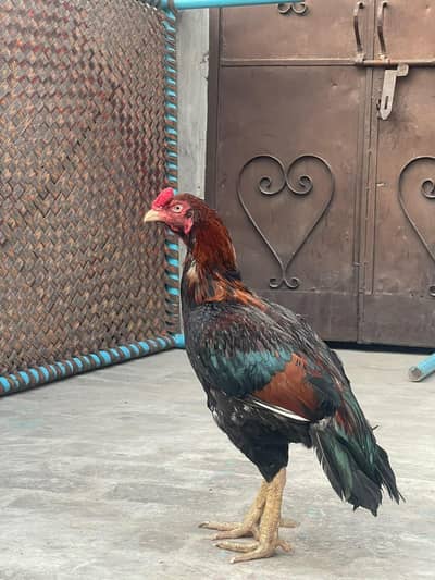 peure miawali aseel murga gao sy Aya choras nali