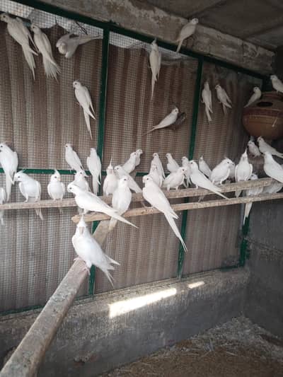 For Sale White cocktaiel (black eyes)