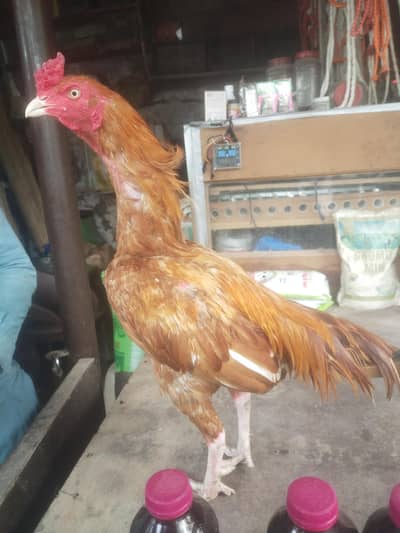 Peela Zehreela