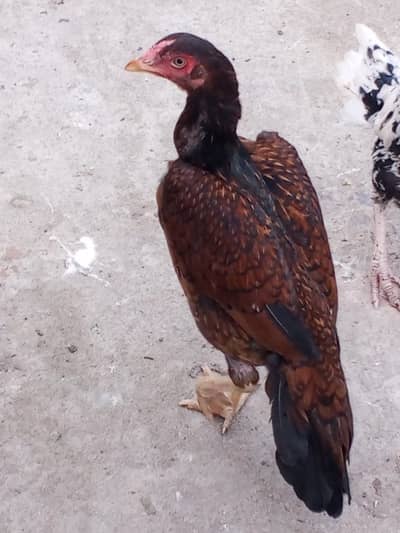 Aseel lakhi pati for sale