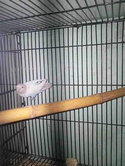 love birds healthy or active