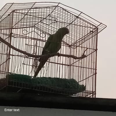 Green parrot for sale urgent