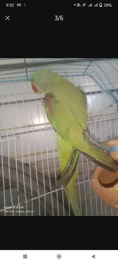 Talking Parrot