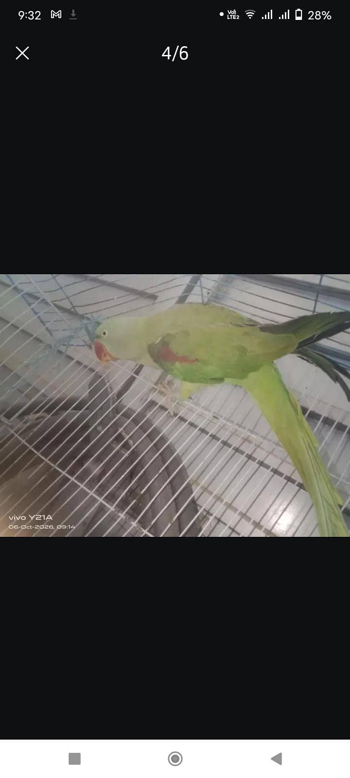 Talking Parrot 1