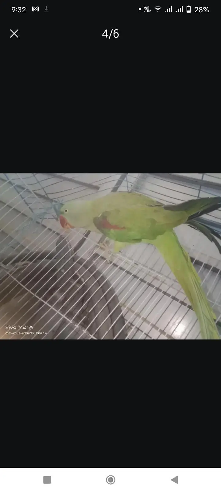 Talking Parrot — photo 2