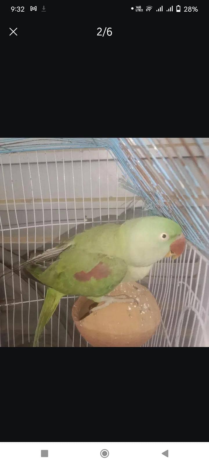 Talking Parrot 2