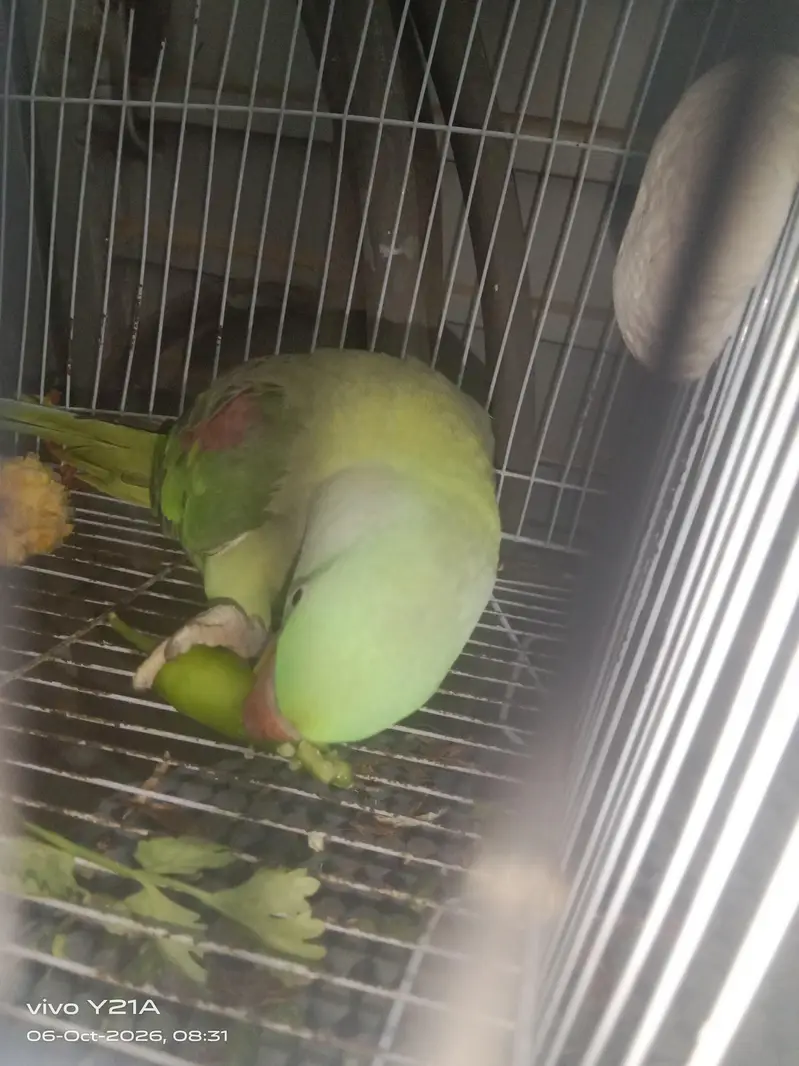 Talking Parrot — photo 4