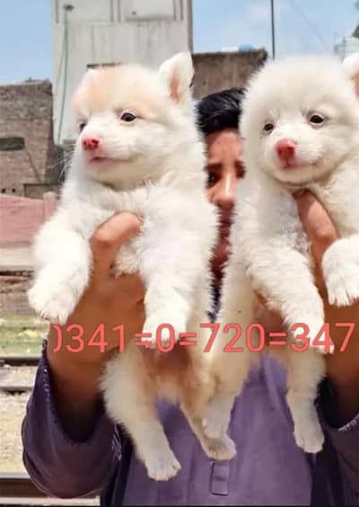 russian puppy dog for sale
