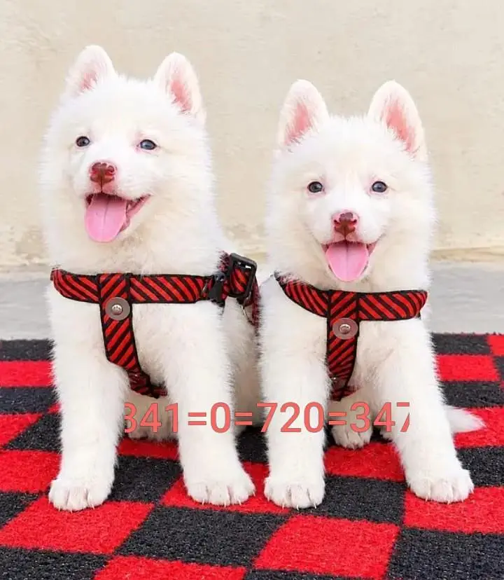 russian puppy dog for sale — photo 2
