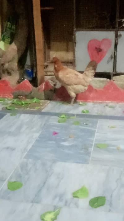 Golden buff female hen