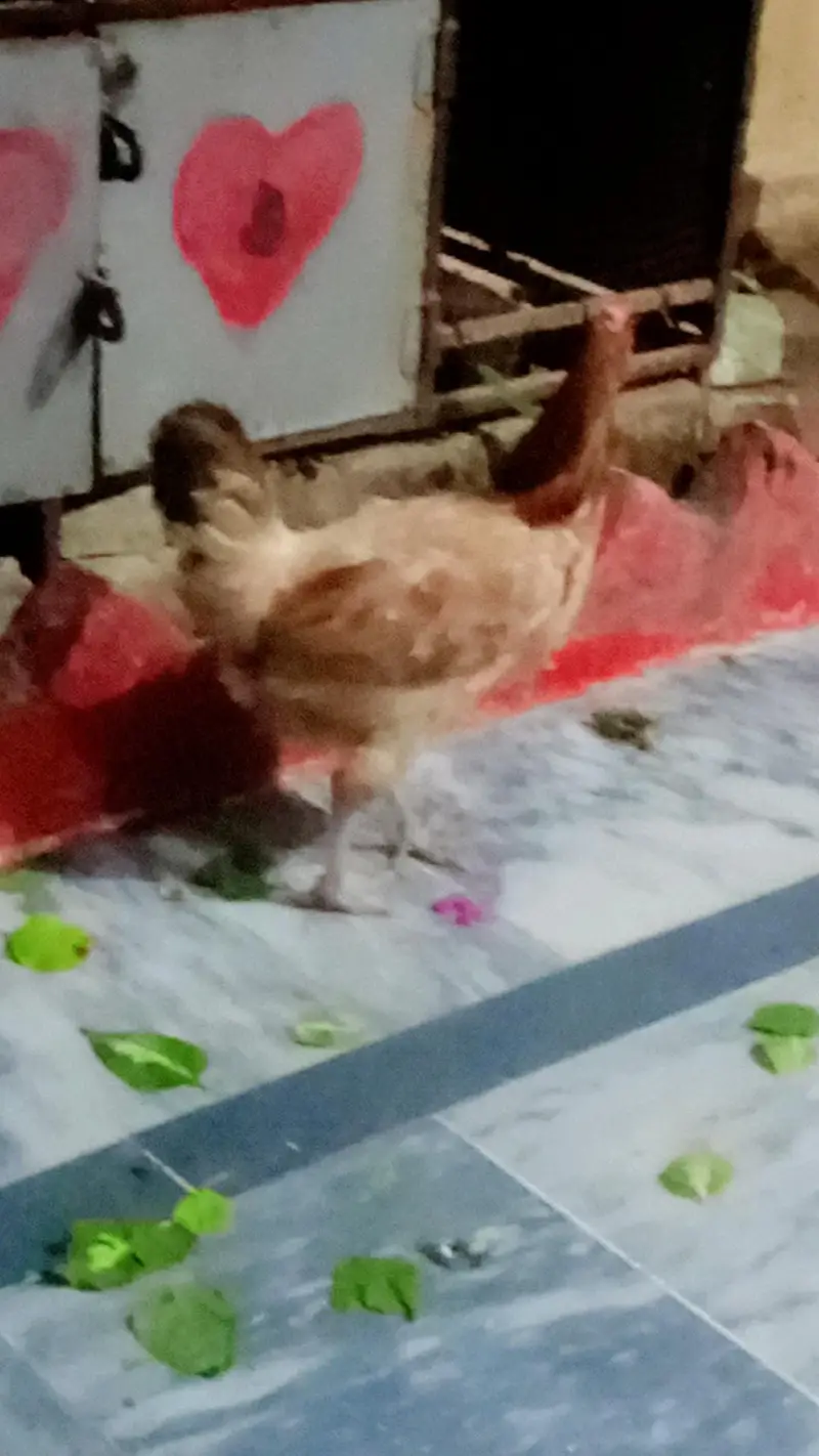 Golden buff female hen — photo 2
