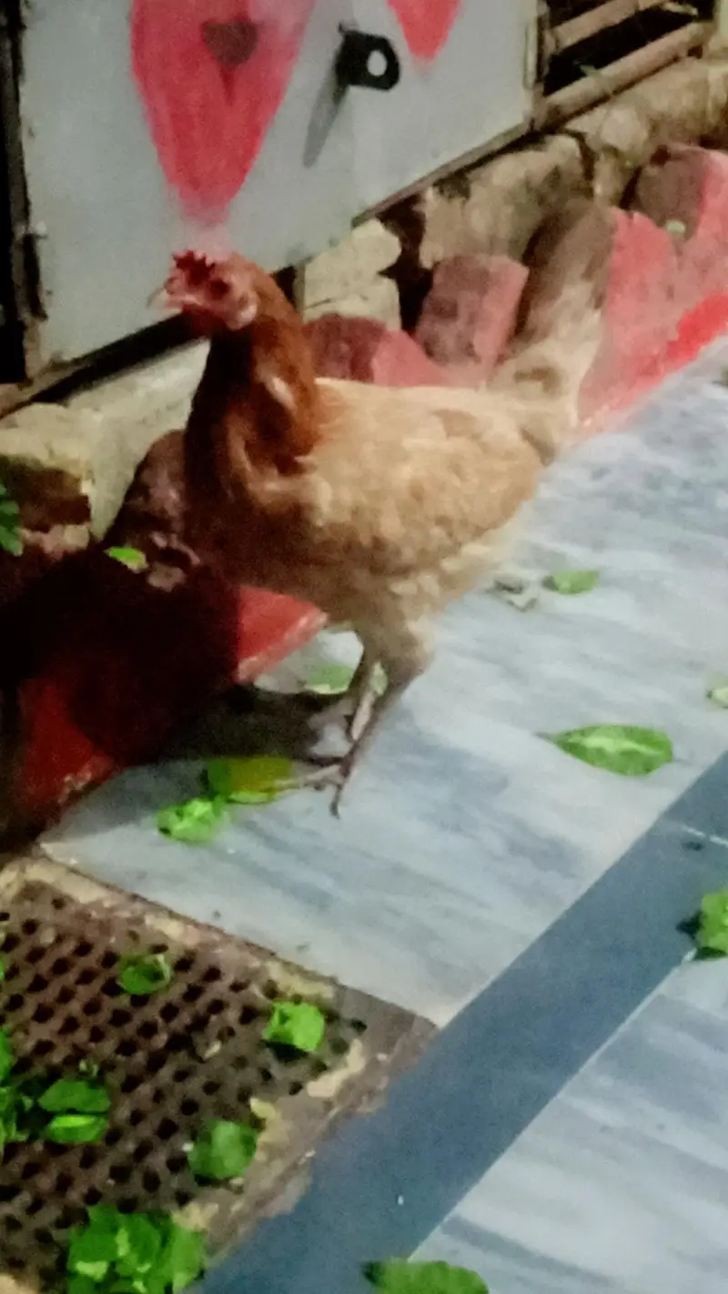 Golden buff female hen — photo 5
