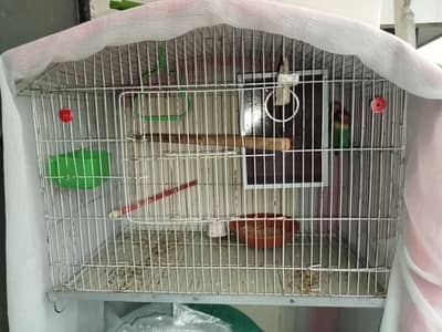 Lovebird Breeder Pair with Chicks and Cage