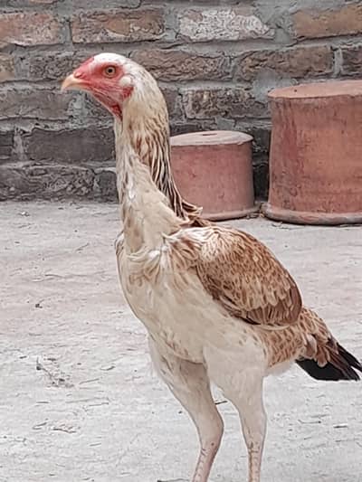 pure Aseel madi long height