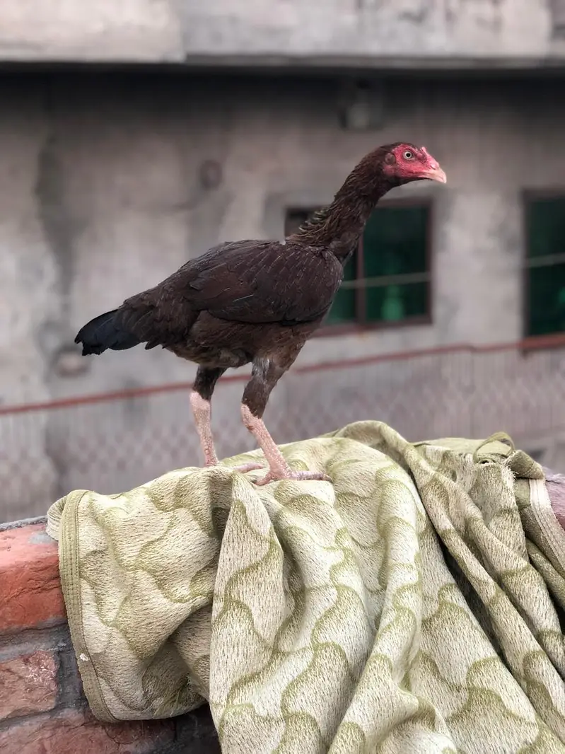 Aseel murga — photo 5