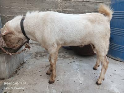 Bakra