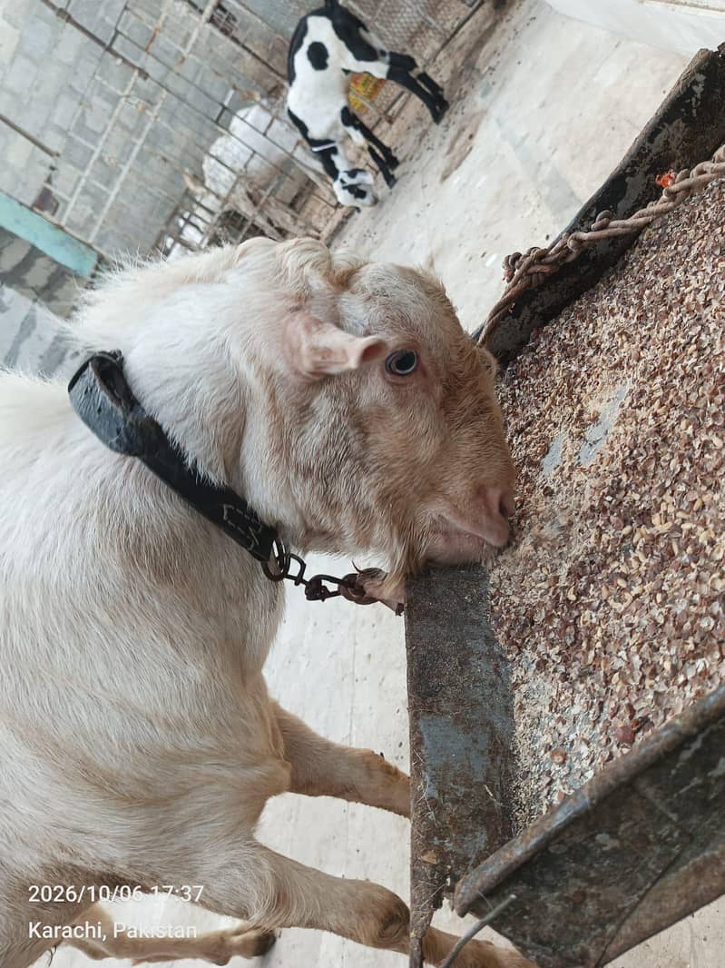 Bakra 1