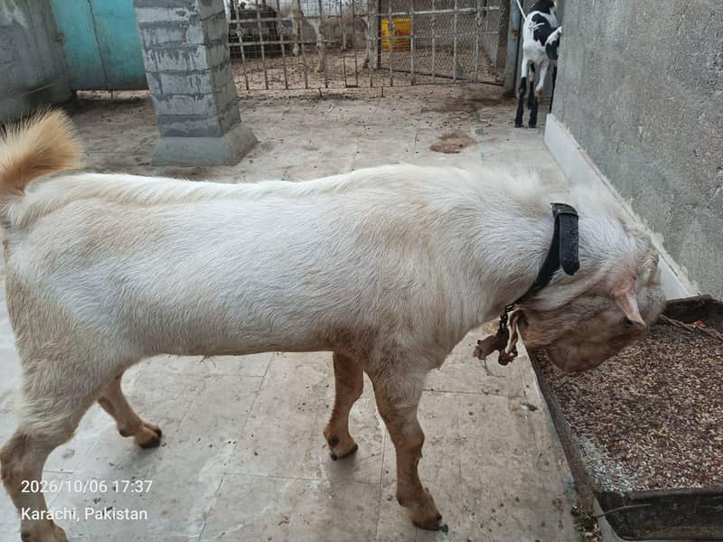 Bakra 2