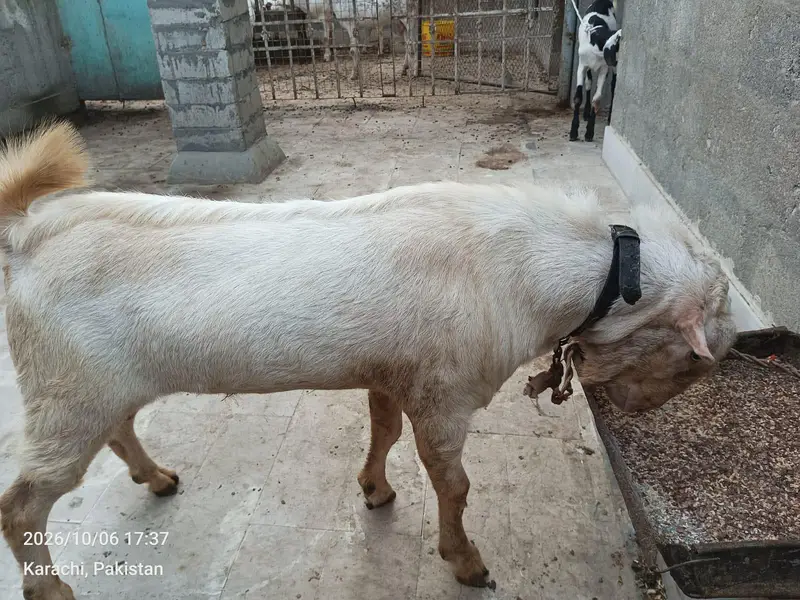 Bakra — photo 3