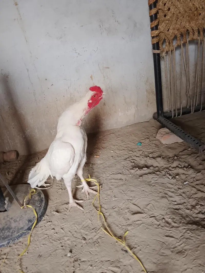 Aseel mianwali vip — photo 2