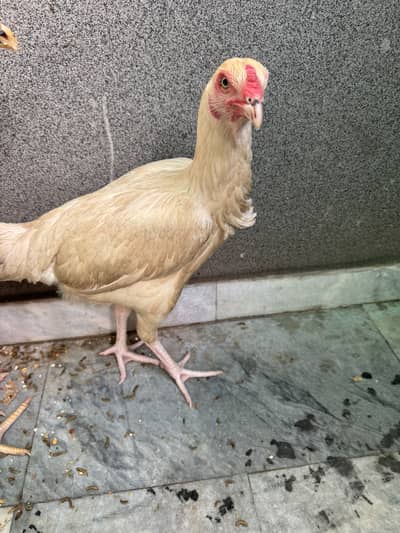 Pure house breed hens for urgent sale  three pes 2male or 1 female