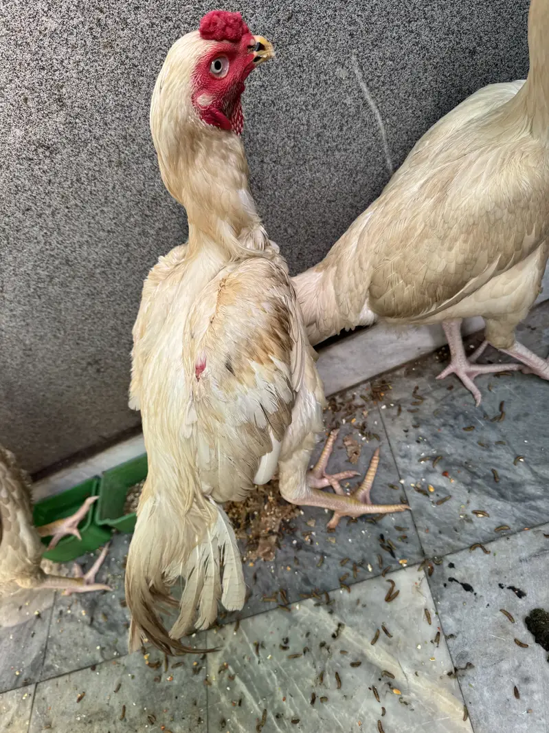 Pure house breed hens for urgent sale  three pes 2male or 1 female — photo 2