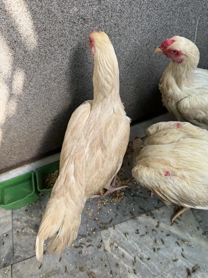 Pure house breed hens for urgent sale  three pes 2male or 1 female — photo 4