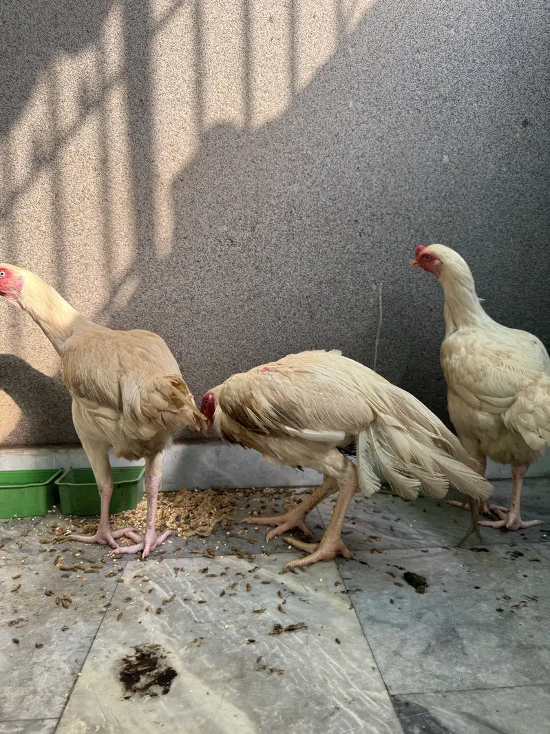 Pure house breed hens for urgent sale  three pes 2male or 1 female — photo 5