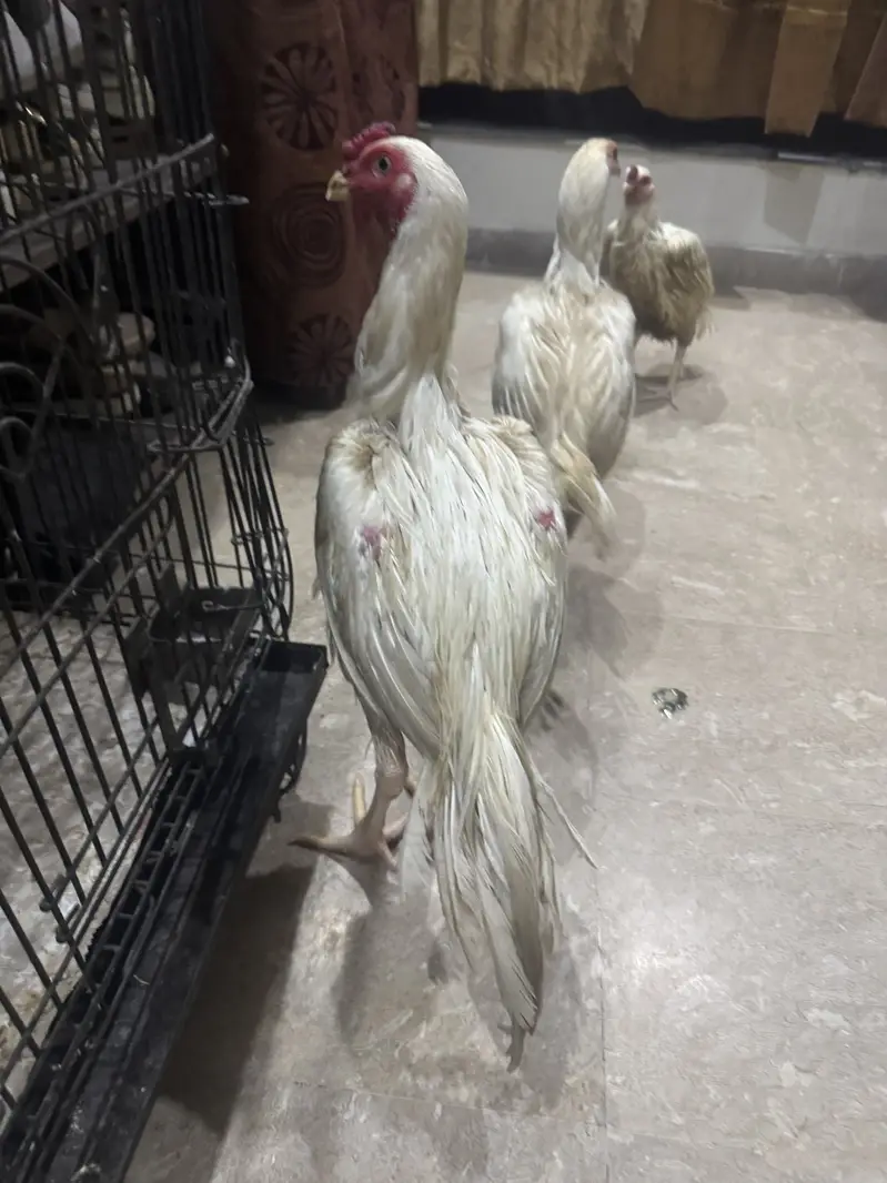 Pure house breed hens for urgent sale  three pes 2male or 1 female — photo 6