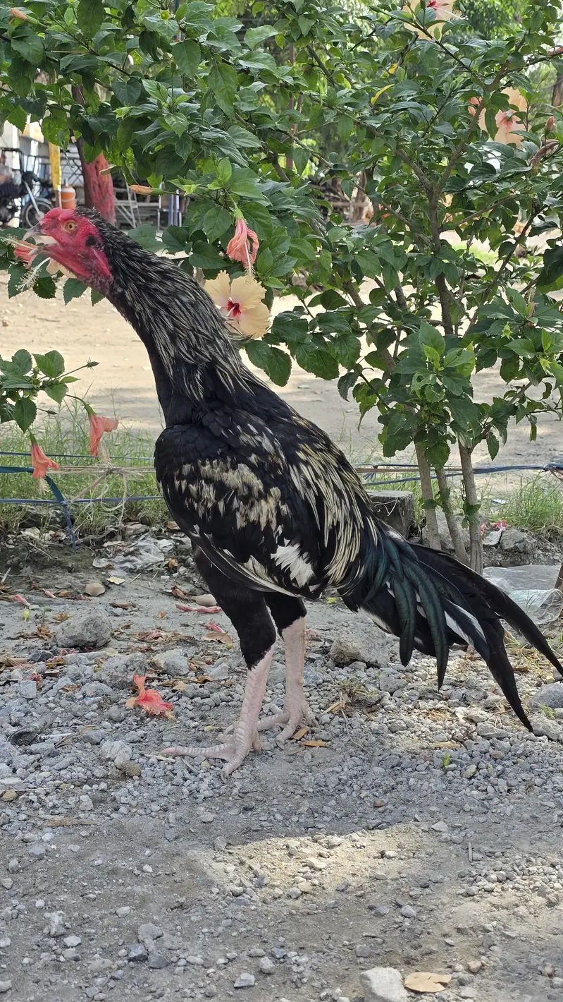 Black Jawa Murgha — photo 2
