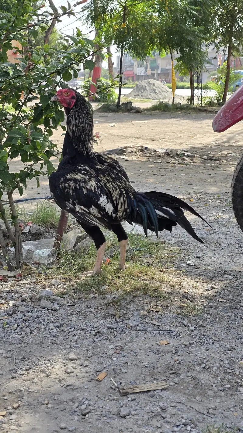 Black Jawa Murgha — photo 3