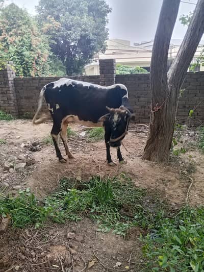 dasi and chiolastani cross cow.