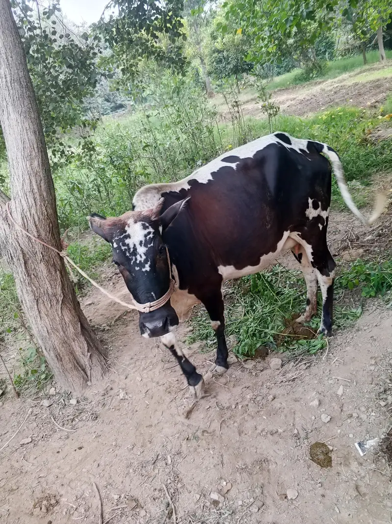 dasi and chiolastani cross cow. — photo 2