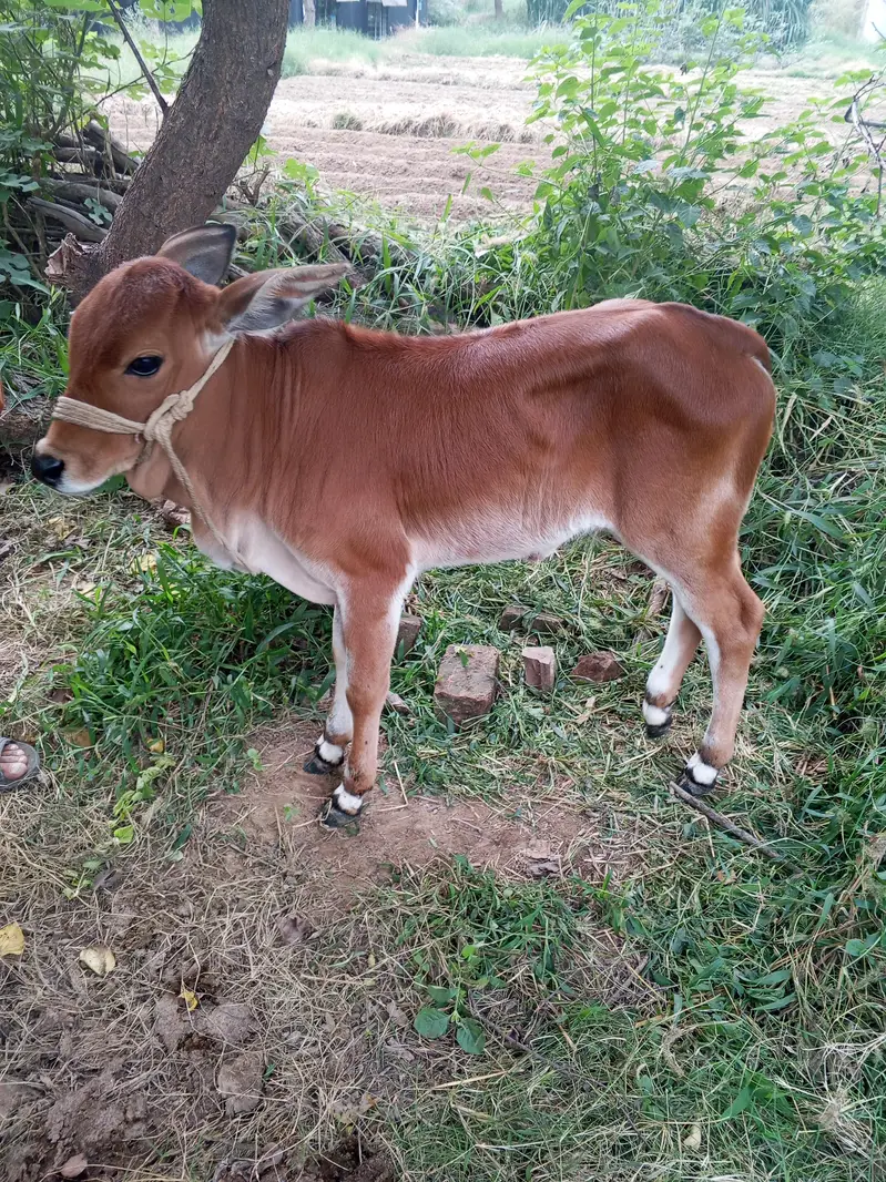 dasi and chiolastani cross cow. — photo 3