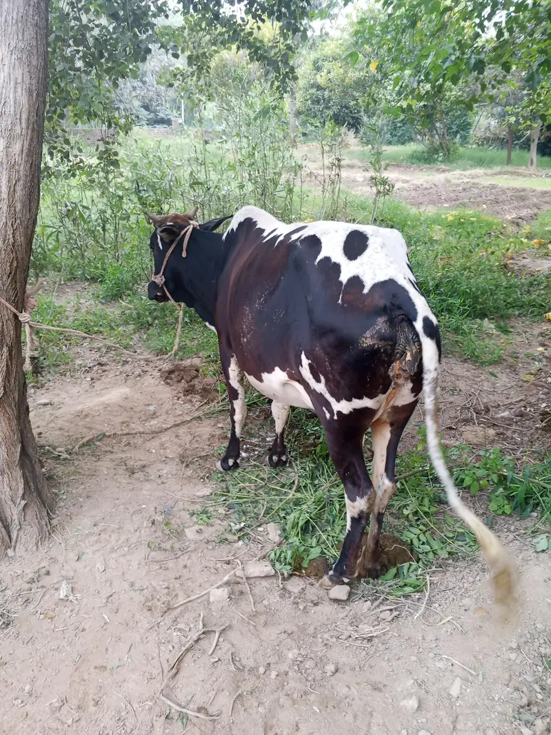 dasi and chiolastani cross cow. — photo 4