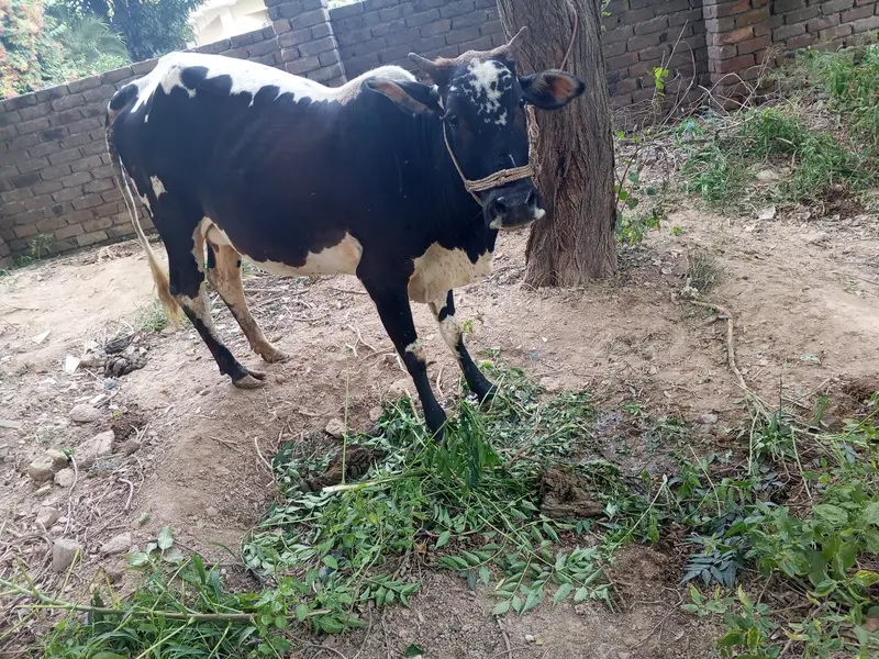 dasi and chiolastani cross cow. — photo 5