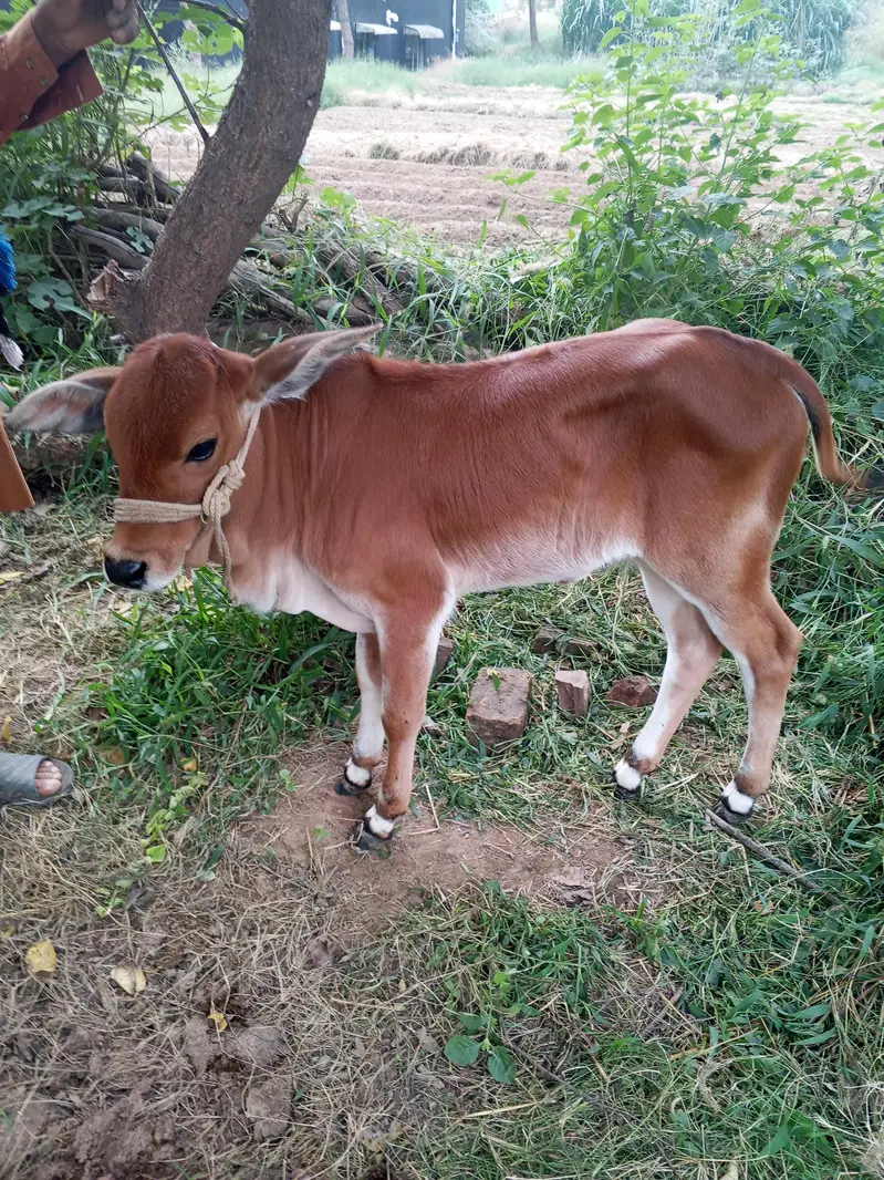 dasi and chiolastani cross cow. — photo 6