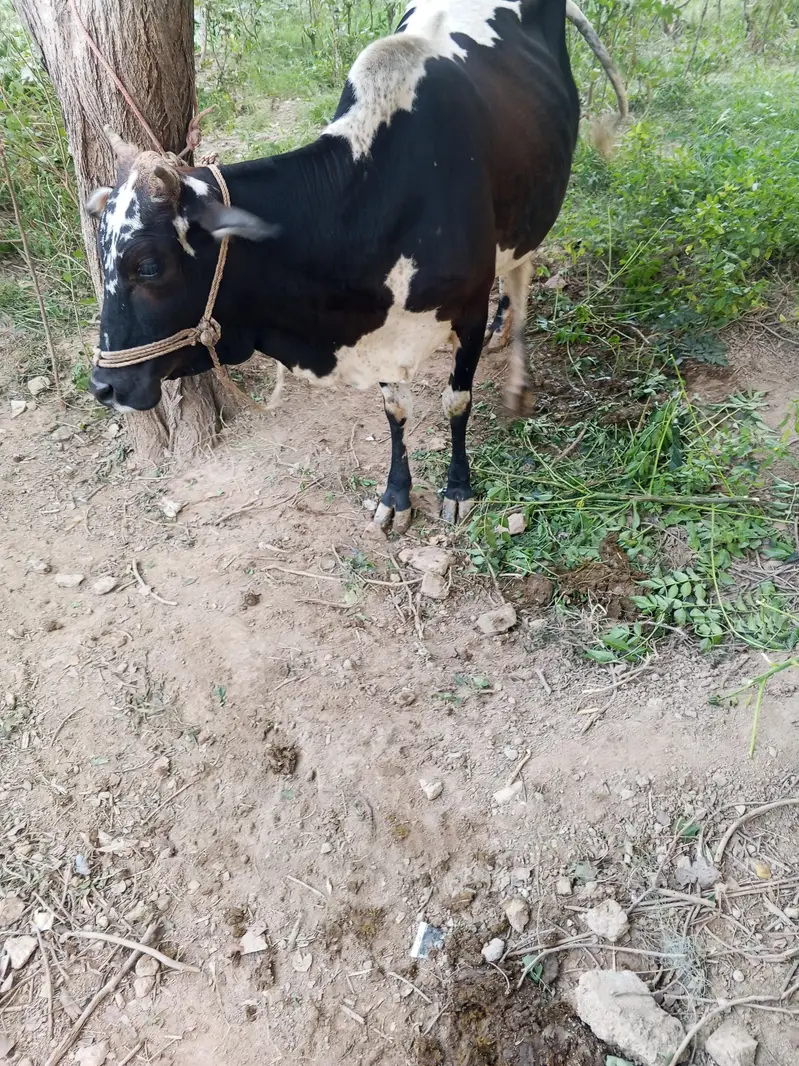 dasi and chiolastani cross cow. — photo 7