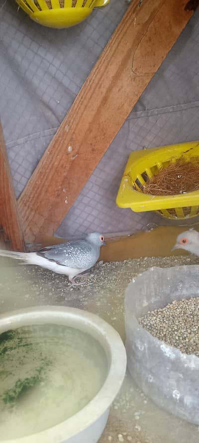 Beautiful Diamond Dove Pair for Sale