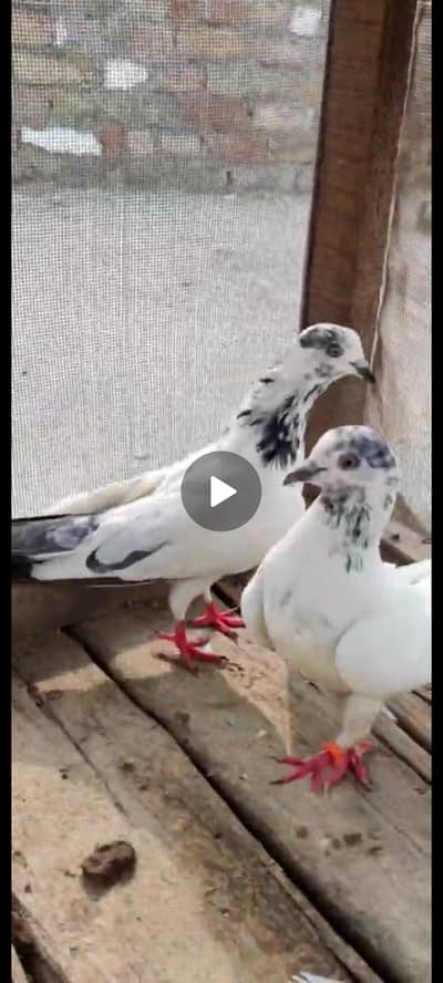 35 wala jora hn video mil jaygie