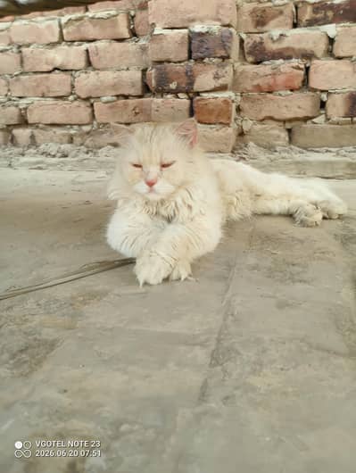 Male Cat for Sale