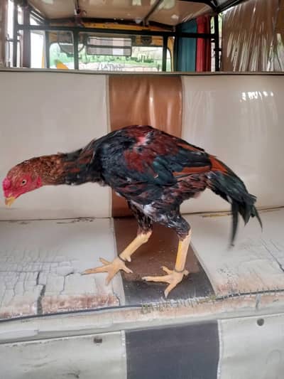 Peela Aseel patha For sale