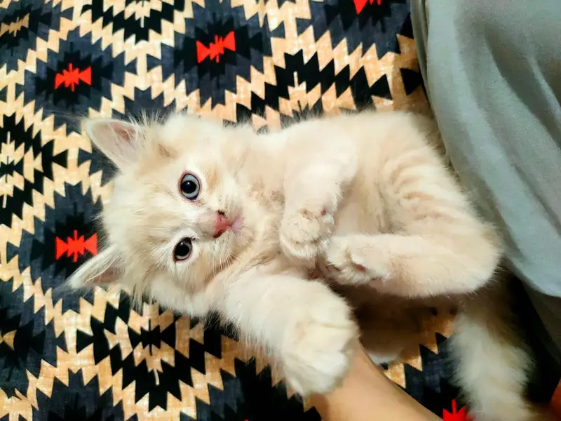 persian kitten /cute kitten | triple coated/ punch face_ 0307565542 — photo 4
