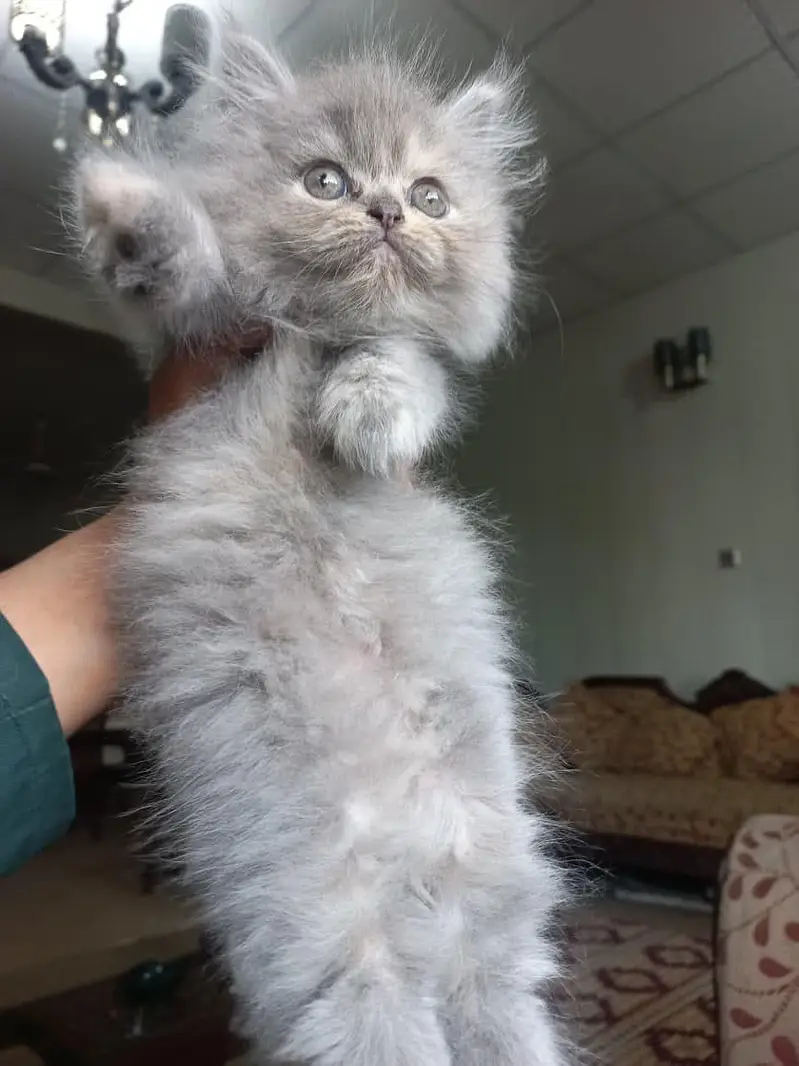 persian kitten /cute kitten | triple coated/ punch face_ 0307565542 — photo 8